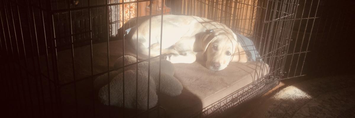 Labrador dog outlet crate